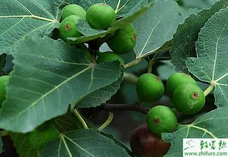 種無花果的繁殖方法