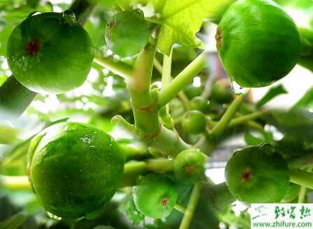 種無花果的田間管理