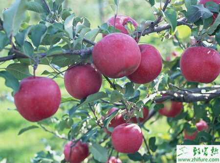 種蘋果之蘋果樹冬剪措施