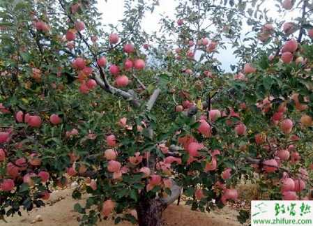 種蘋果樹缺鈣的防治