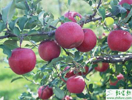 種蘋果套袋前后注意什么