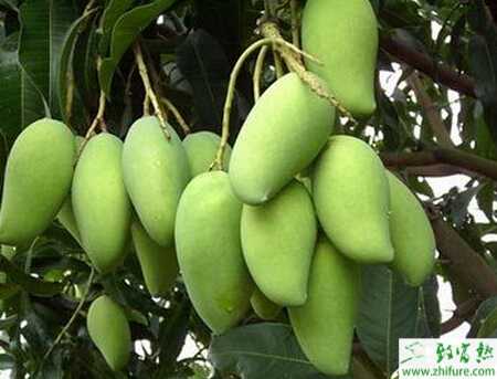 種芒果保花保果技術措施