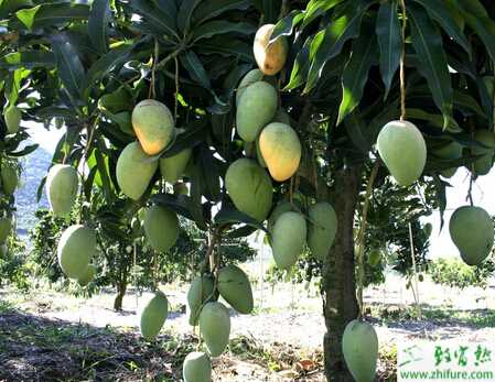 種無公害芒果的田間管理