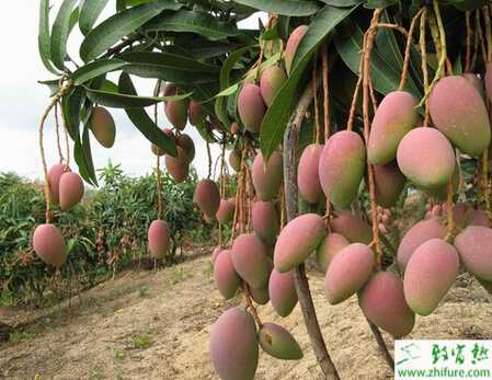 種芒果炭疽病的防治