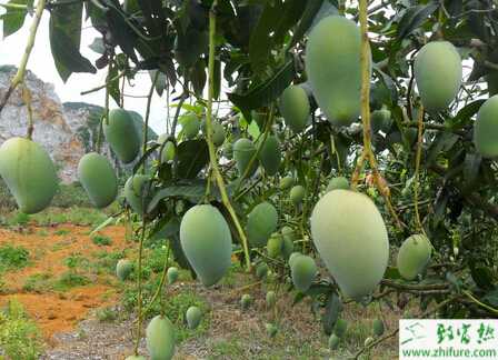 種芒果之如何預(yù)防芒果早花