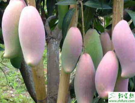 種芒果“空懷”的救治