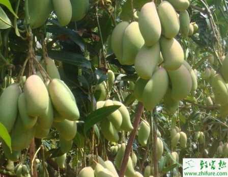 種芒果之芒果樹采后修剪