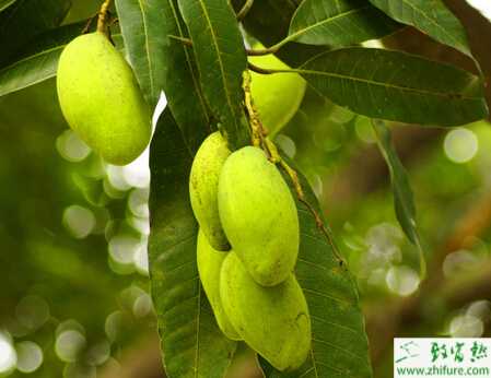 種芒果的果園花果管理要點