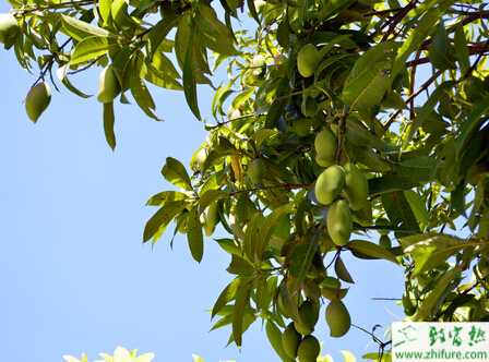 種芒果梢枯流膠病的防治