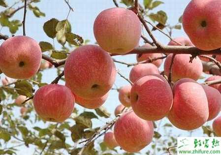 種蘋果病蟲害中后期防治