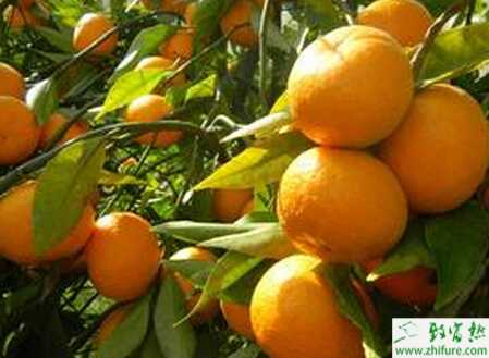 種柑桔新建園技術要點