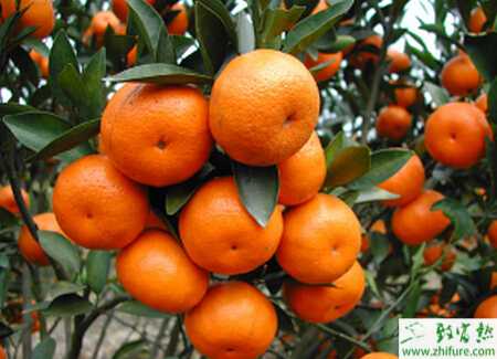 種柑桔防凍技術