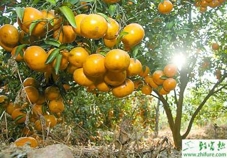 種柑桔常見病蟲害的防治