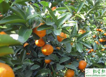 種柑桔日灼病的發生與防治