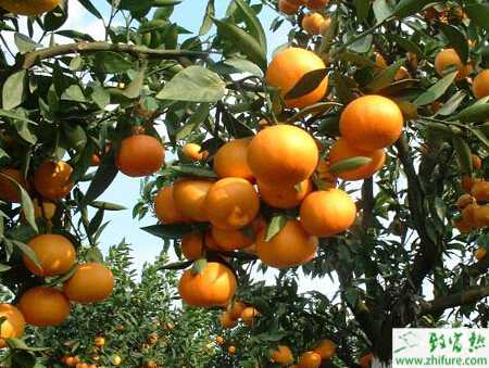 種柑桔粉虱的發(fā)生及防治