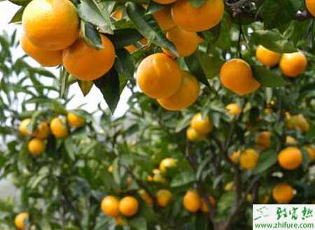 種柑桔冬季護葉六措施