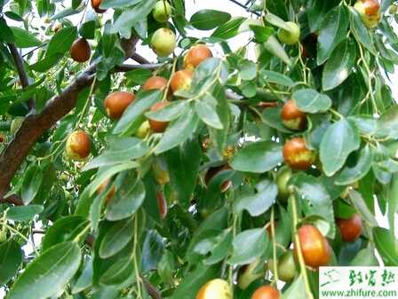 種棗樹病蟲草害無公害防治技術