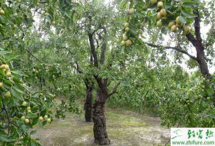 種冬棗樹秋冬病蟲害的防治