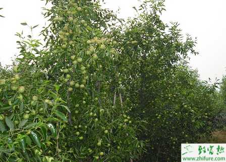 種棗樹落葉后的管理