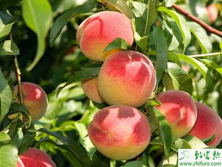 栽培雙季桃的經驗