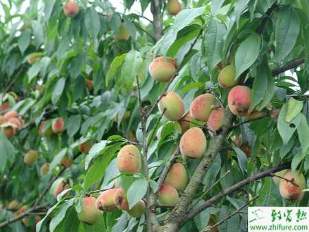 種桃樹采收后管理別放松
