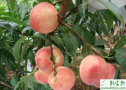 種桃樹(shù)之桃花縮葉病防治