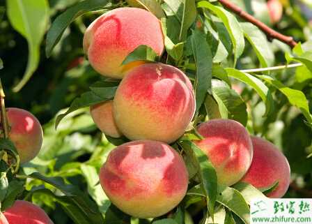 種桃樹冬剪技術要點