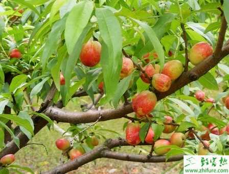 種桃樹(shù)樹(shù)體的管理措施