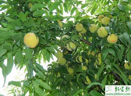 種桃樹之桃子的套袋管理要點