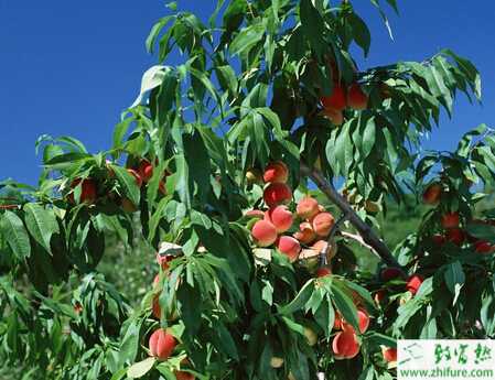 種桃樹之桃潛隱花葉病防治