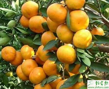 種柑桔黃化癥的防治