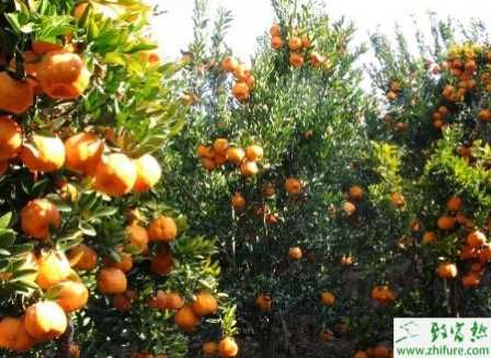 種柑桔根結線蟲病防治措施