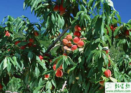 種桃樹之桃細菌性穿孔病防治