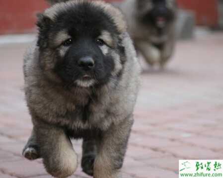 養(yǎng)殖肉狗誘導發(fā)情技術