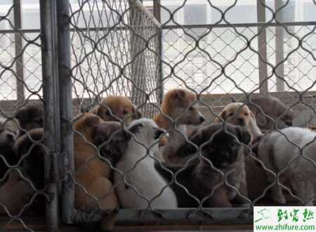 規(guī)?；︷B(yǎng)肉狗的經(jīng)驗