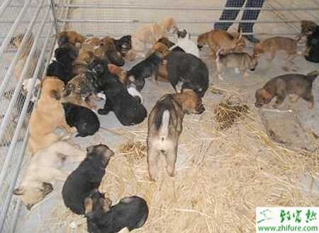 養(yǎng)殖肉狗免疫接種的不宜