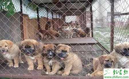 養(yǎng)殖肉狗調制肉狗飼料的要點