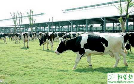 養殖奶牛血吸蟲病的防治