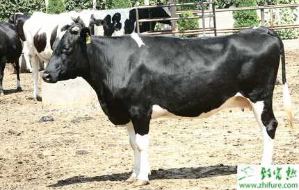 養殖奶牛風濕病的防治