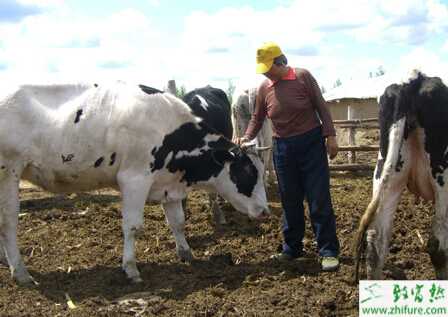 養殖奶牛乳房炎的預防要點