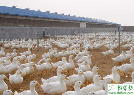 養殖肉鴨啄羽如何防治