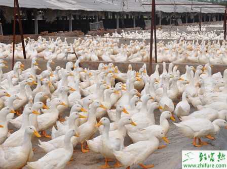 養殖肉鴨用藥需注意三點