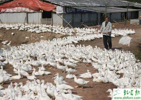 冬季養好肉鴨的經驗