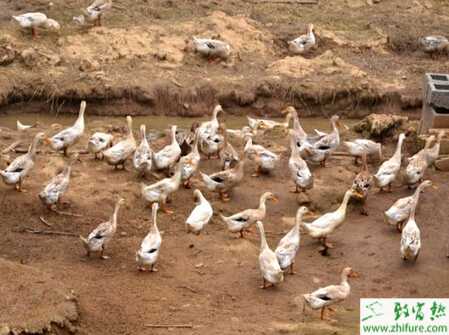 肉鴨夏養的關鍵措施