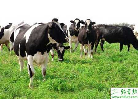 養殖奶牛牛球蟲病防治