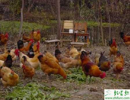 如何放養優質土雞的經驗