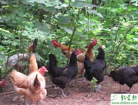 山地大棚養(yǎng)殖土雞的經(jīng)驗(yàn)