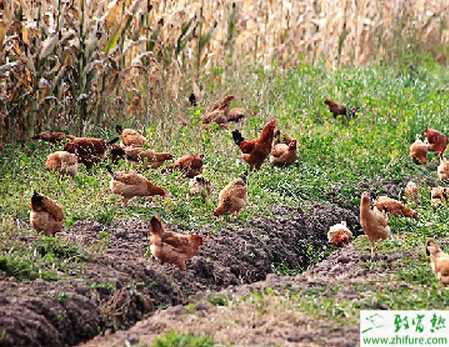 養殖土雞育雛注意事項