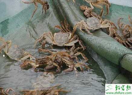 養殖河蟹長毛現象的防治