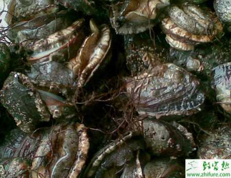 養殖鮑魚膿皰病的防治